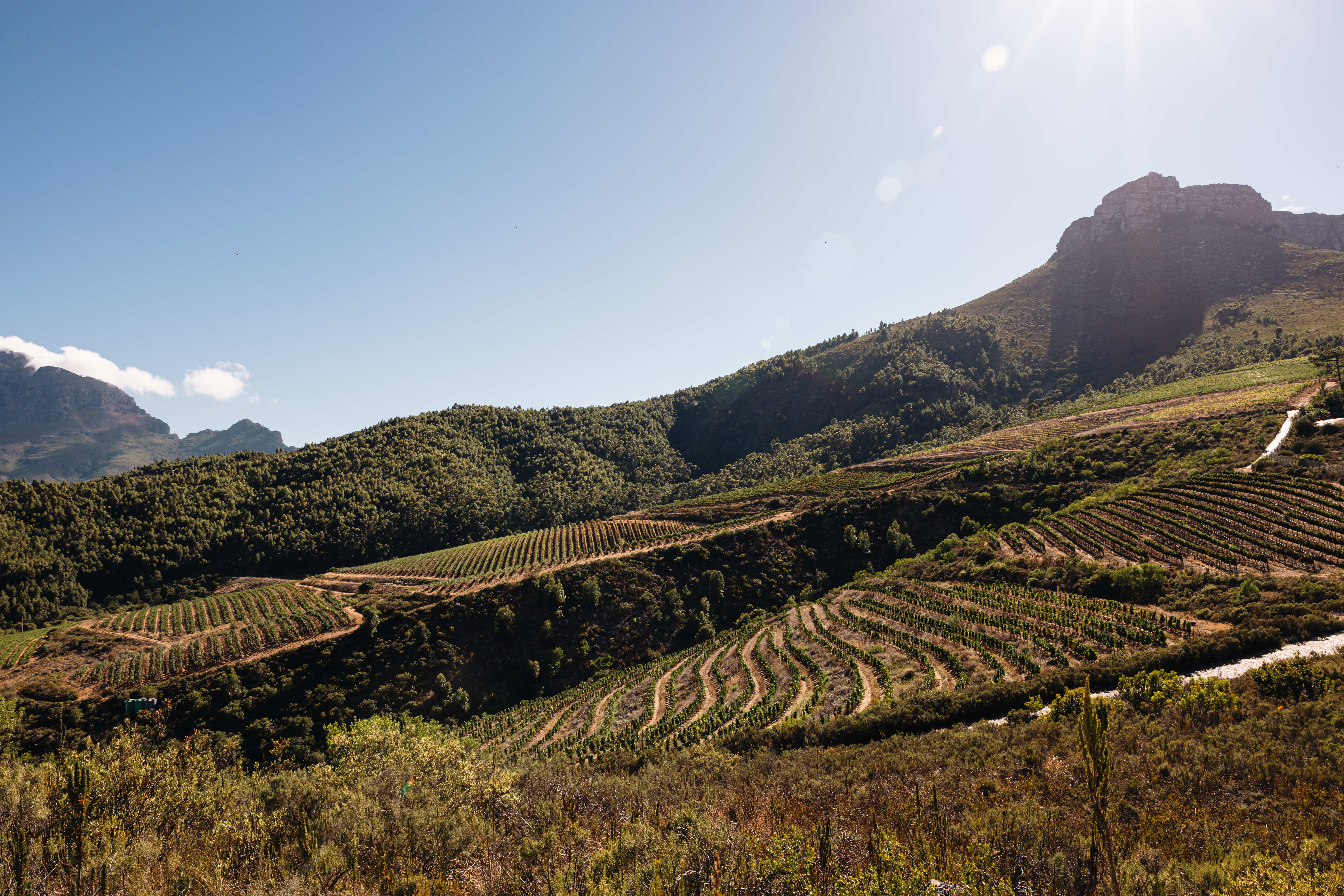 Vineyard terraces on the slopes above Lanzerac with the Jonkershoek Mountains rising behind the estate near Stellenbosch in South Africa’s Cape Winelands.