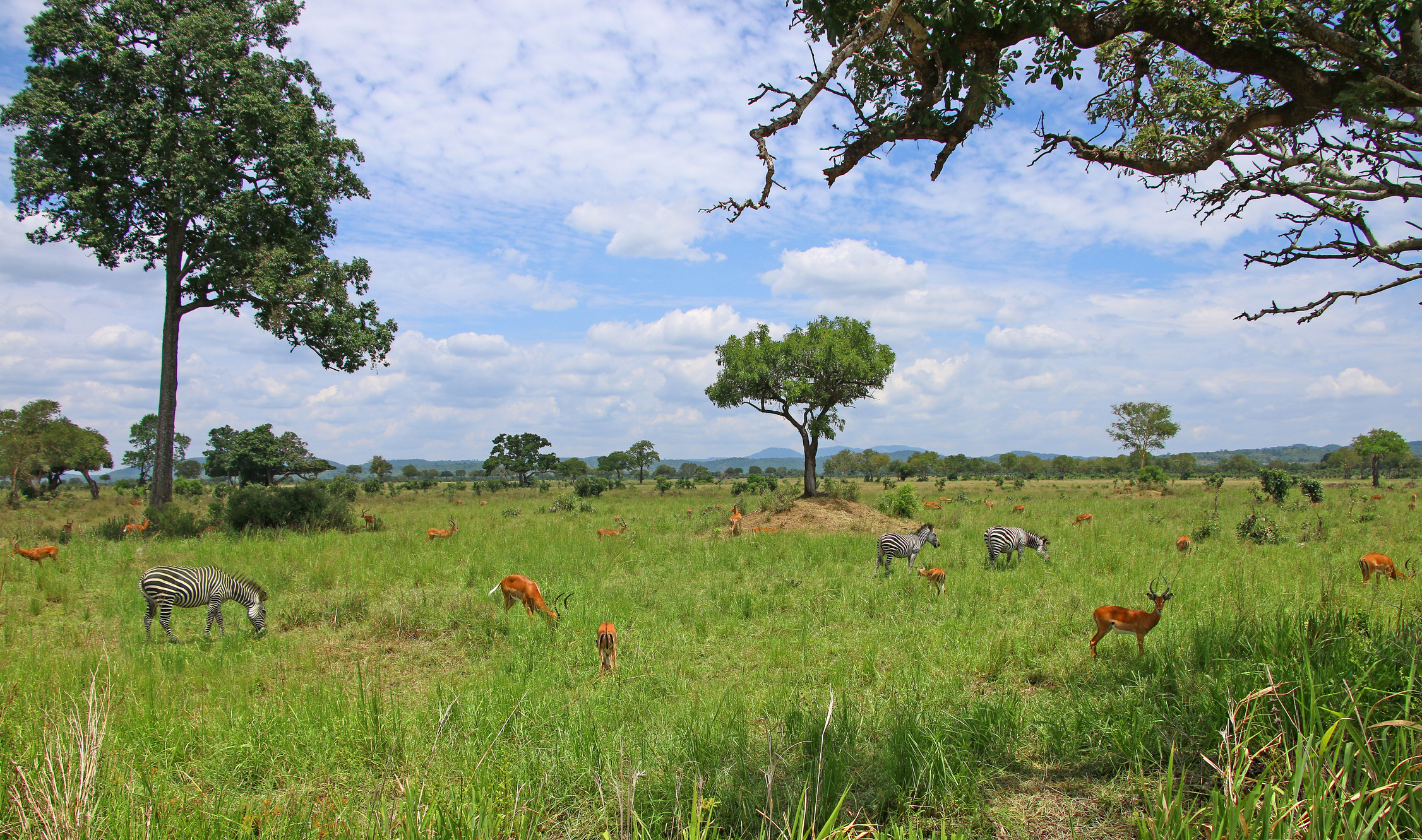 Zebra and impala on the Mkata Floodplain in Mikumi National Park, Tanzania.