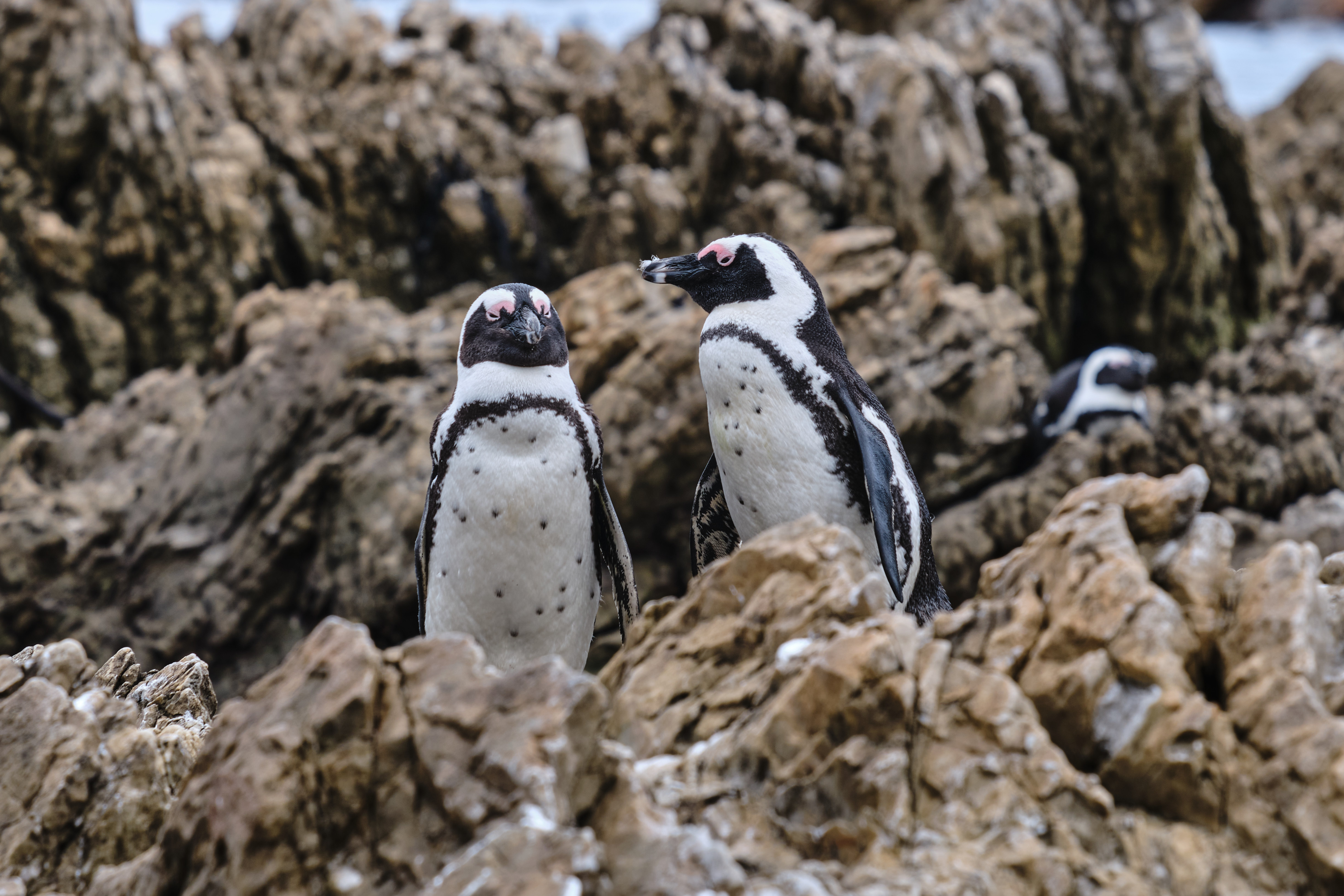 African penguins on rocky shoreline at Stony Point Penguin Colony in Betty’s Bay, South Africa