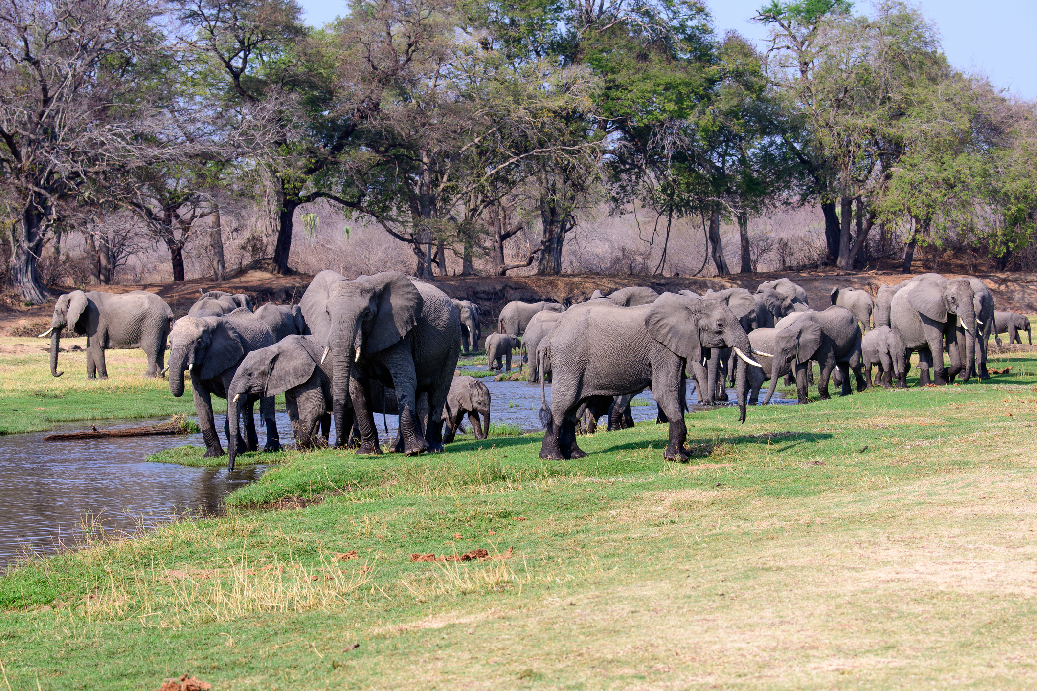 Large herd of African elephants gathered along the Jongomero River in Ruaha National Park, Tanzania.