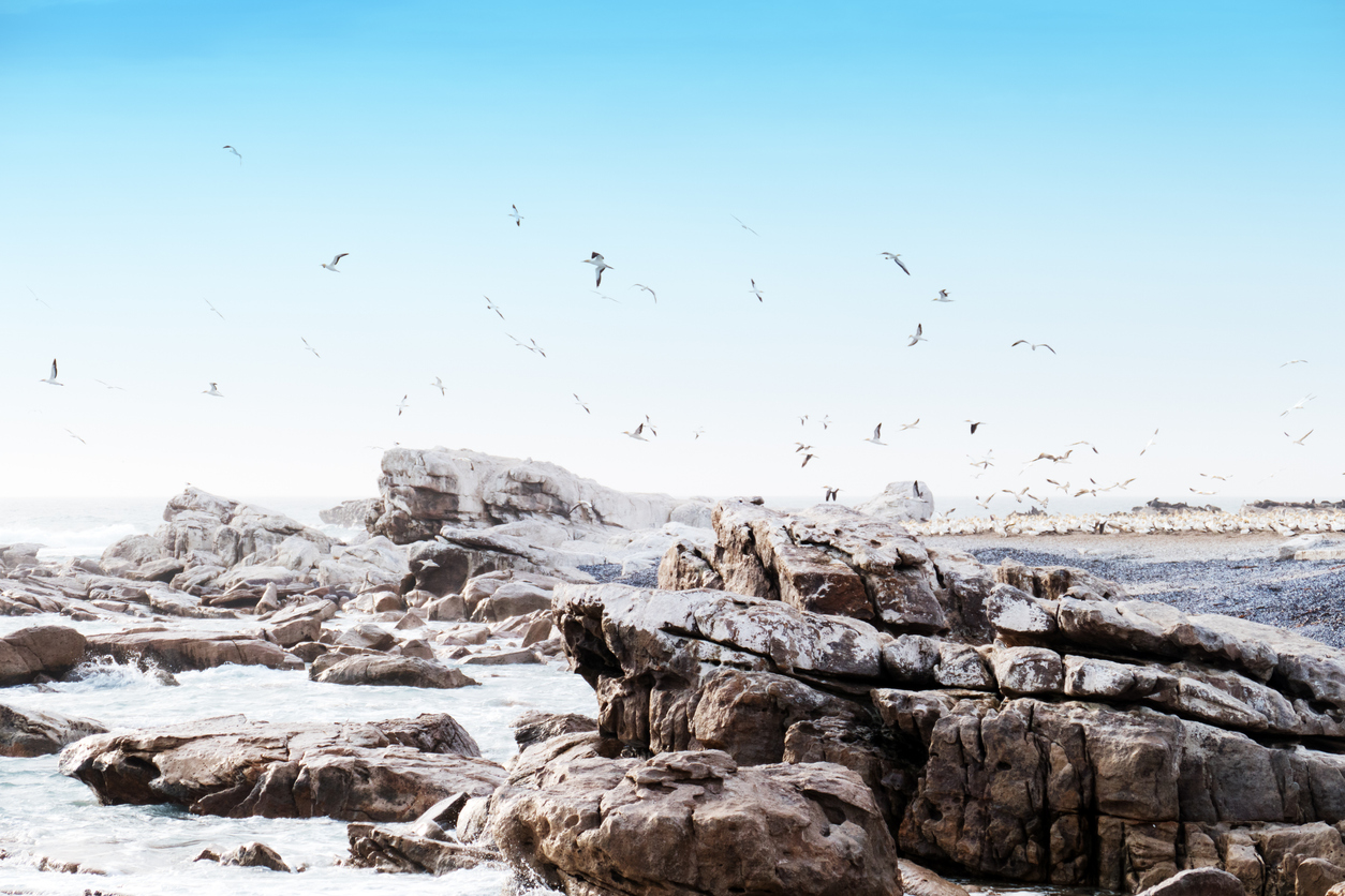 Cape gannet breeding colony on Bird Island near Lambert's Bay, South Africa