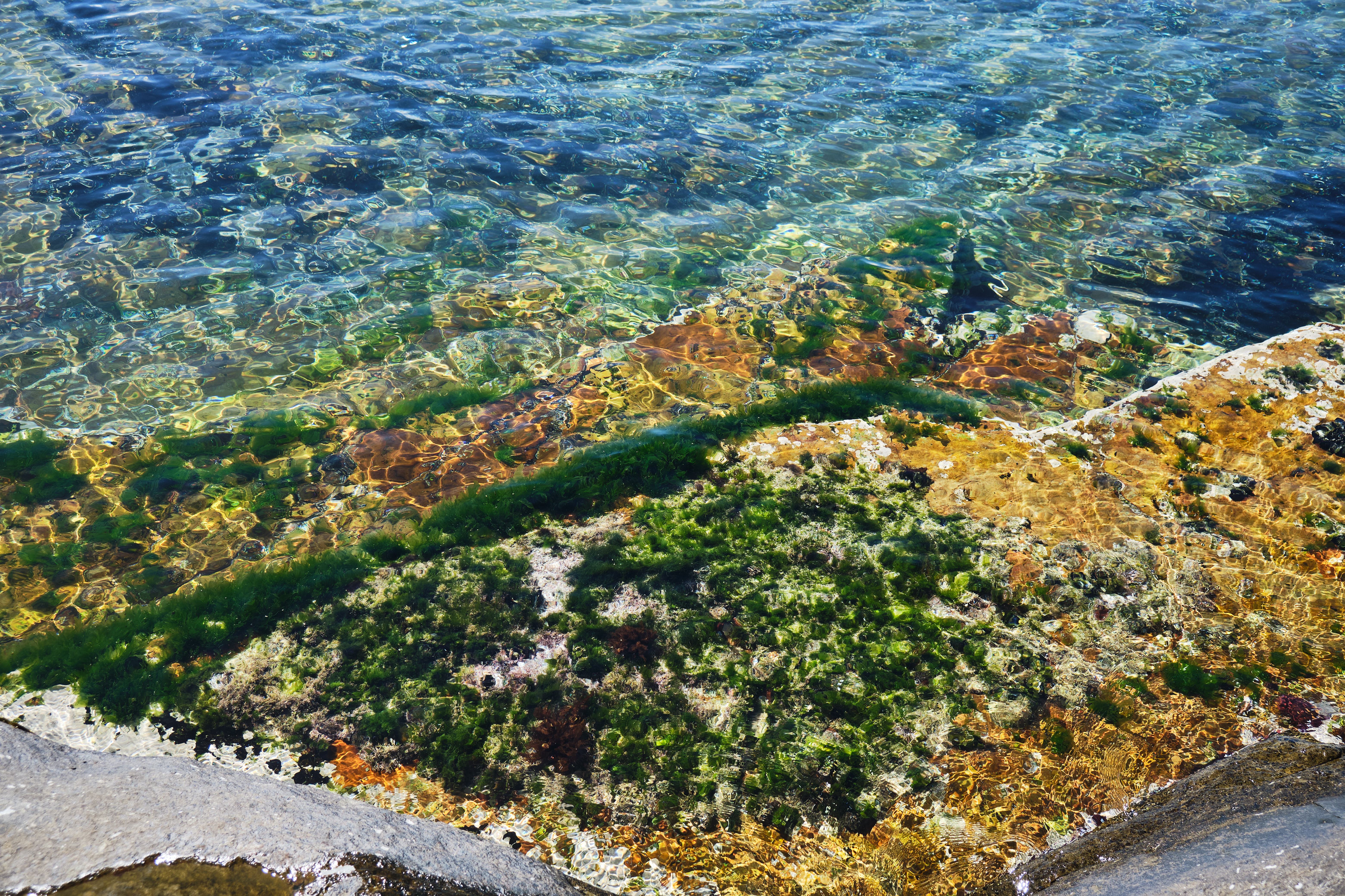 Clear tidal pool water with marine life and rock formations at Venus Pools on the Cape of Good Hope coastline, Table Mountain National Park, South Africa.