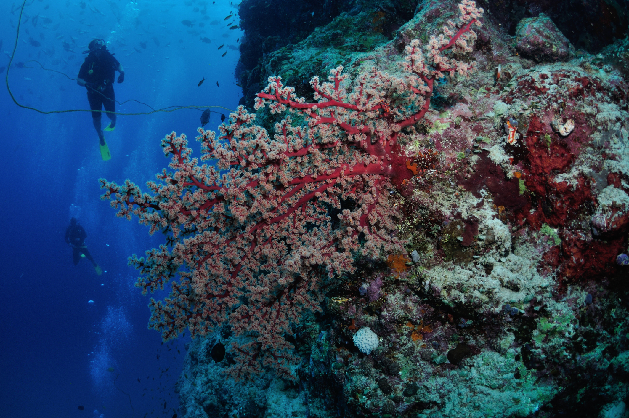Scuba divers beside colourful coral on a reef pinnacle at Agincourt Reefs off Port Douglas, Queensland.