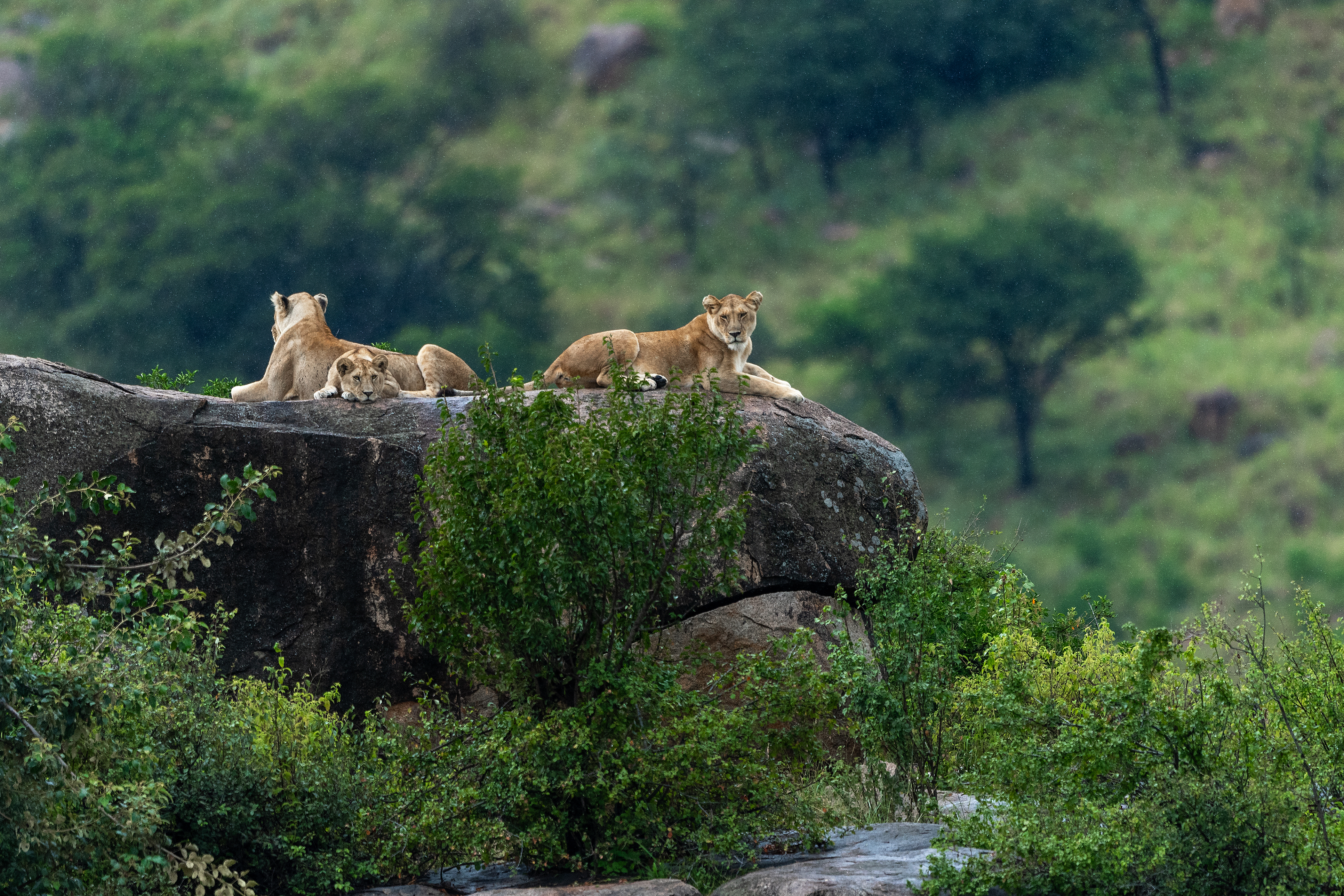 Lions resting on a granite kopje at Moru Kopjes in Serengeti National Park, Tanzania.