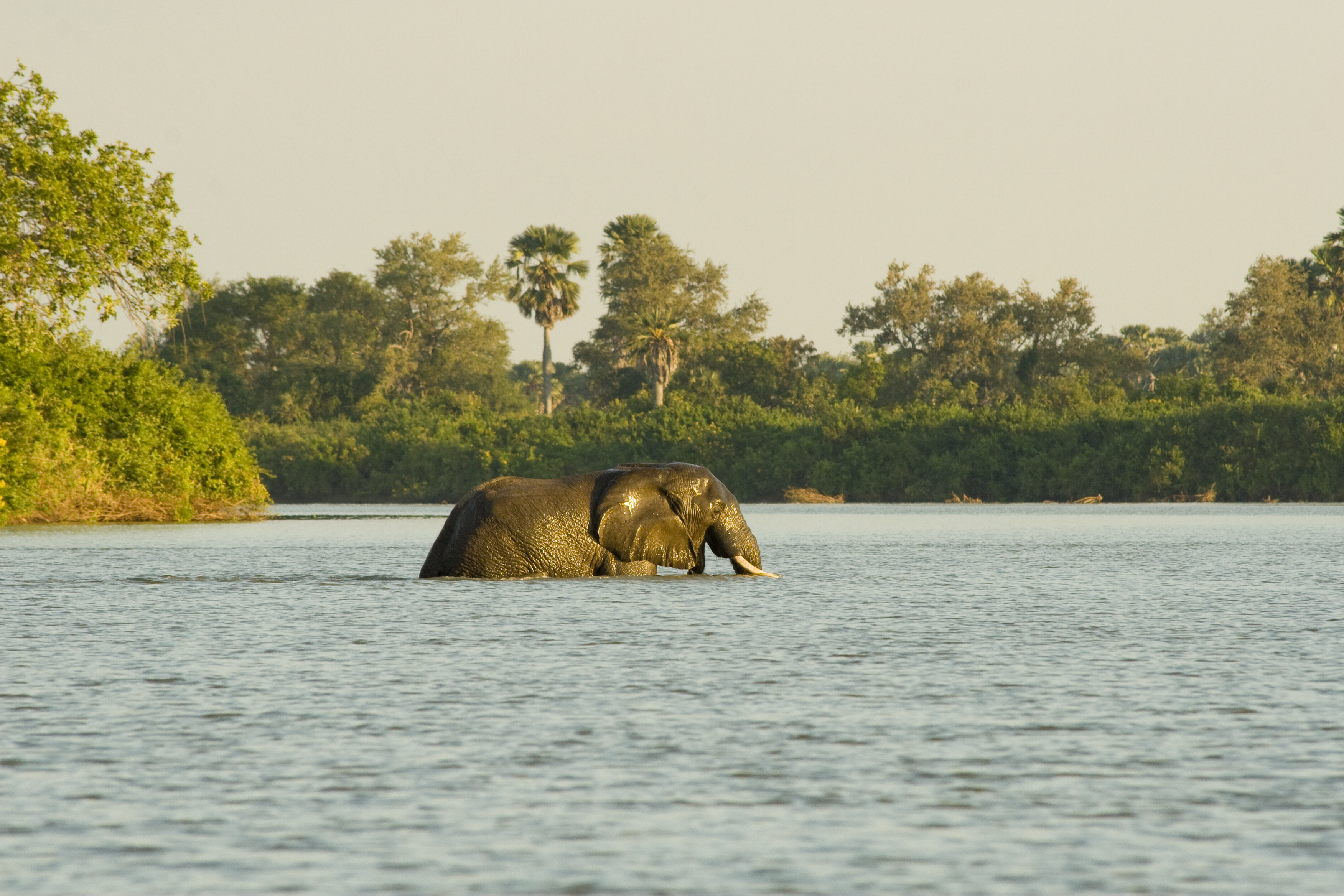 African elephant wading across the Rufiji River in Nyerere National Park with palms lining the far bank.