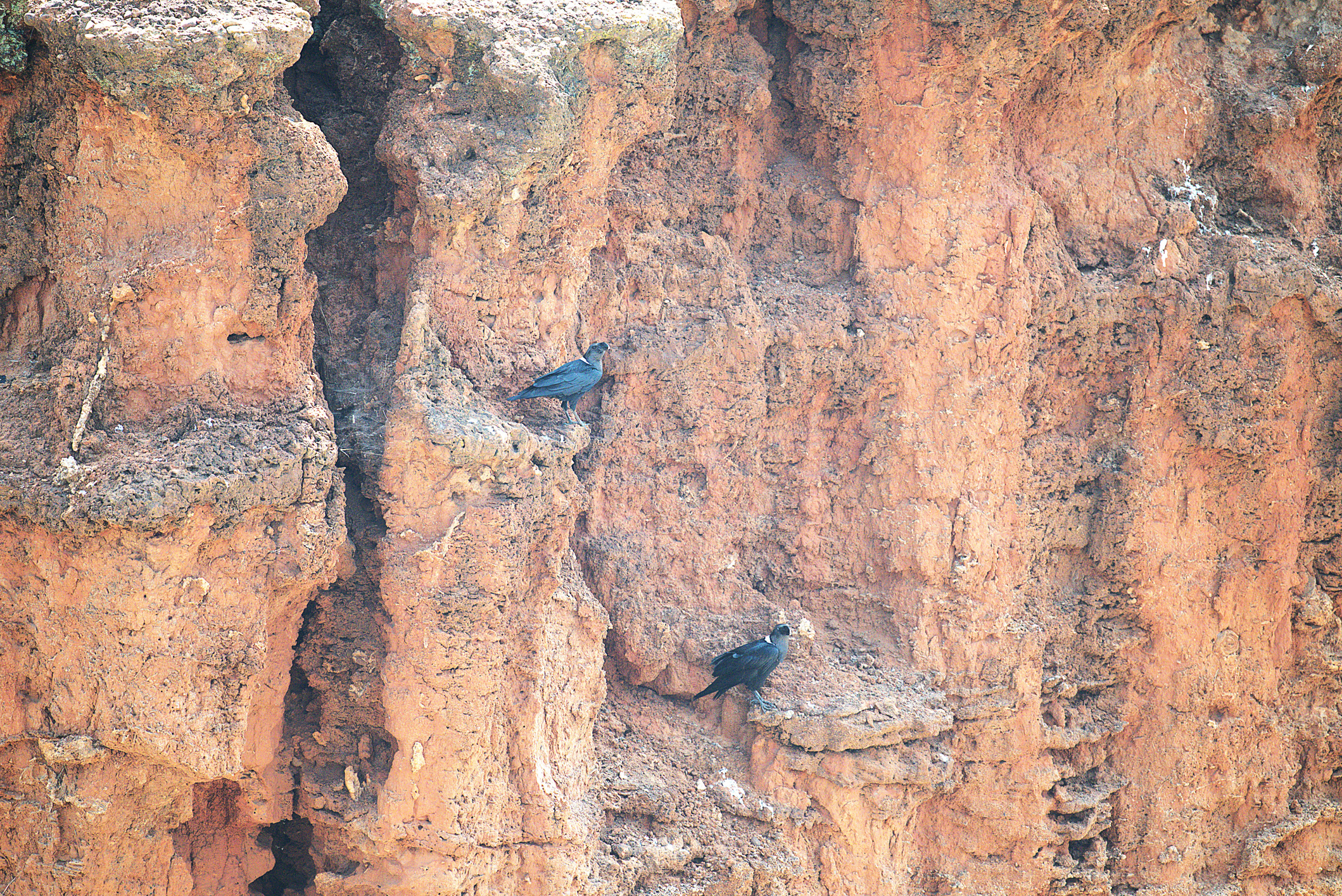 Two white-necked ravens perched on the eroded sandstone cliffs of Olduvai Gorge, highlighting the rugged geology and birdlife of this famous archaeological site in northern Tanzania.