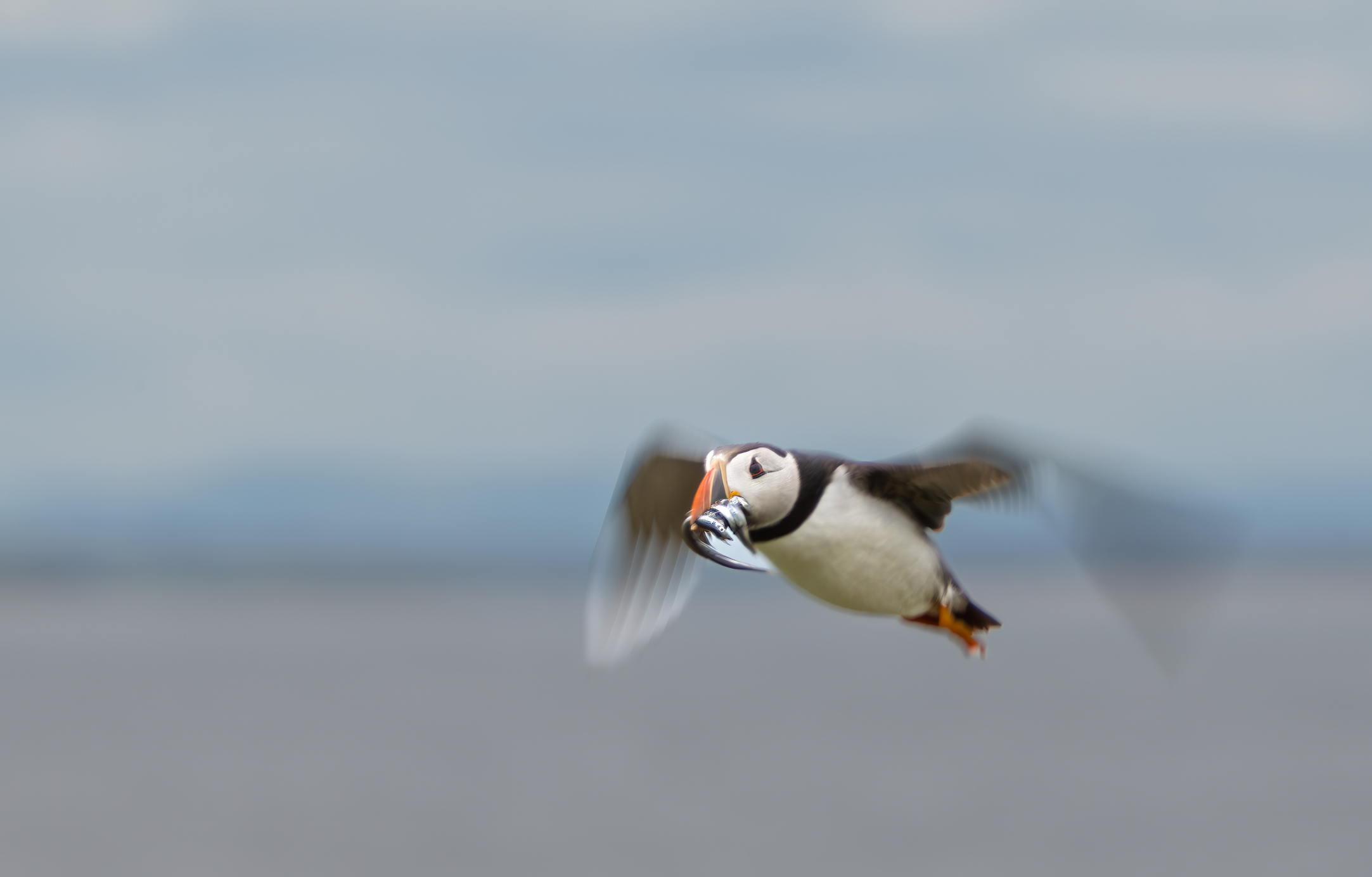 Atlantic puffin flying with wings outstretched and fish in its beak against a soft grey-blue background at the Farne Islands, Northumberland.