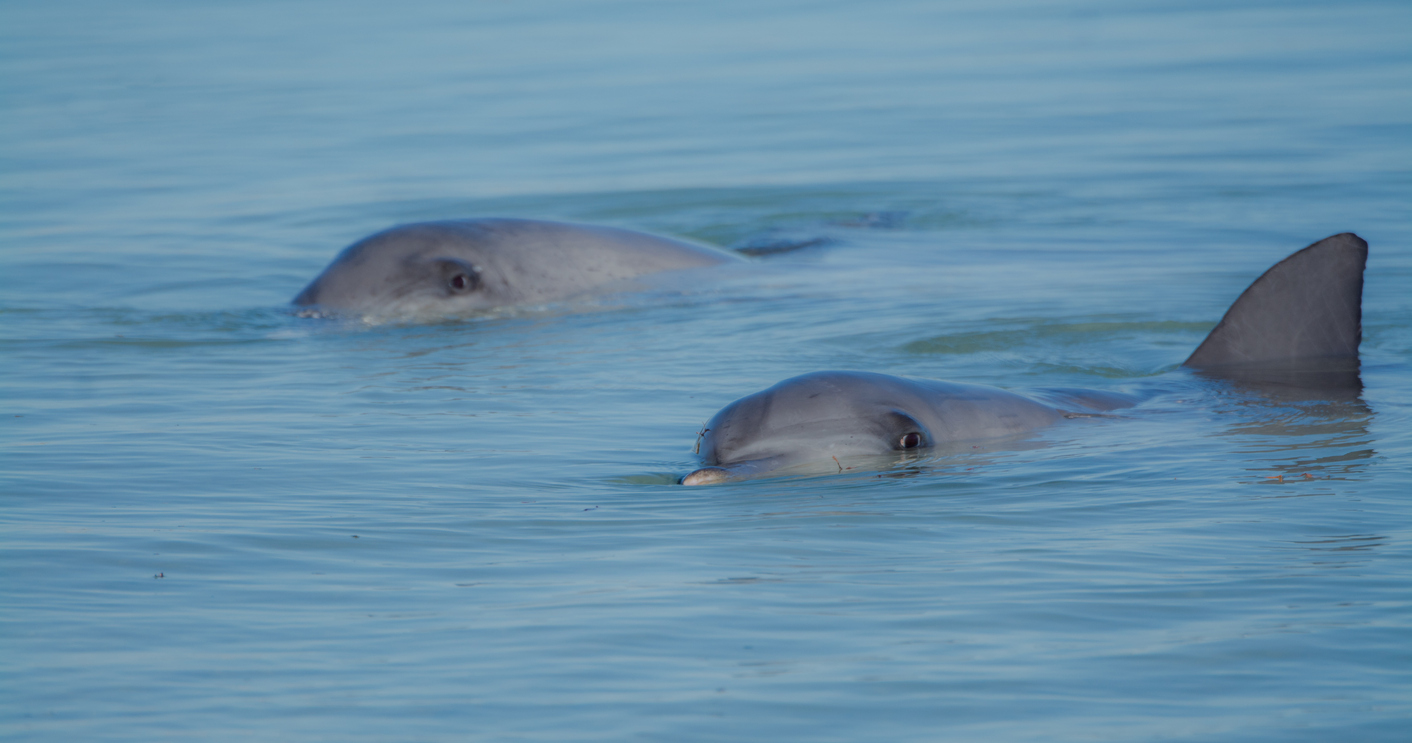 Two bottlenose dolphins swimming in the shallow waters off Monkey Mia beach.