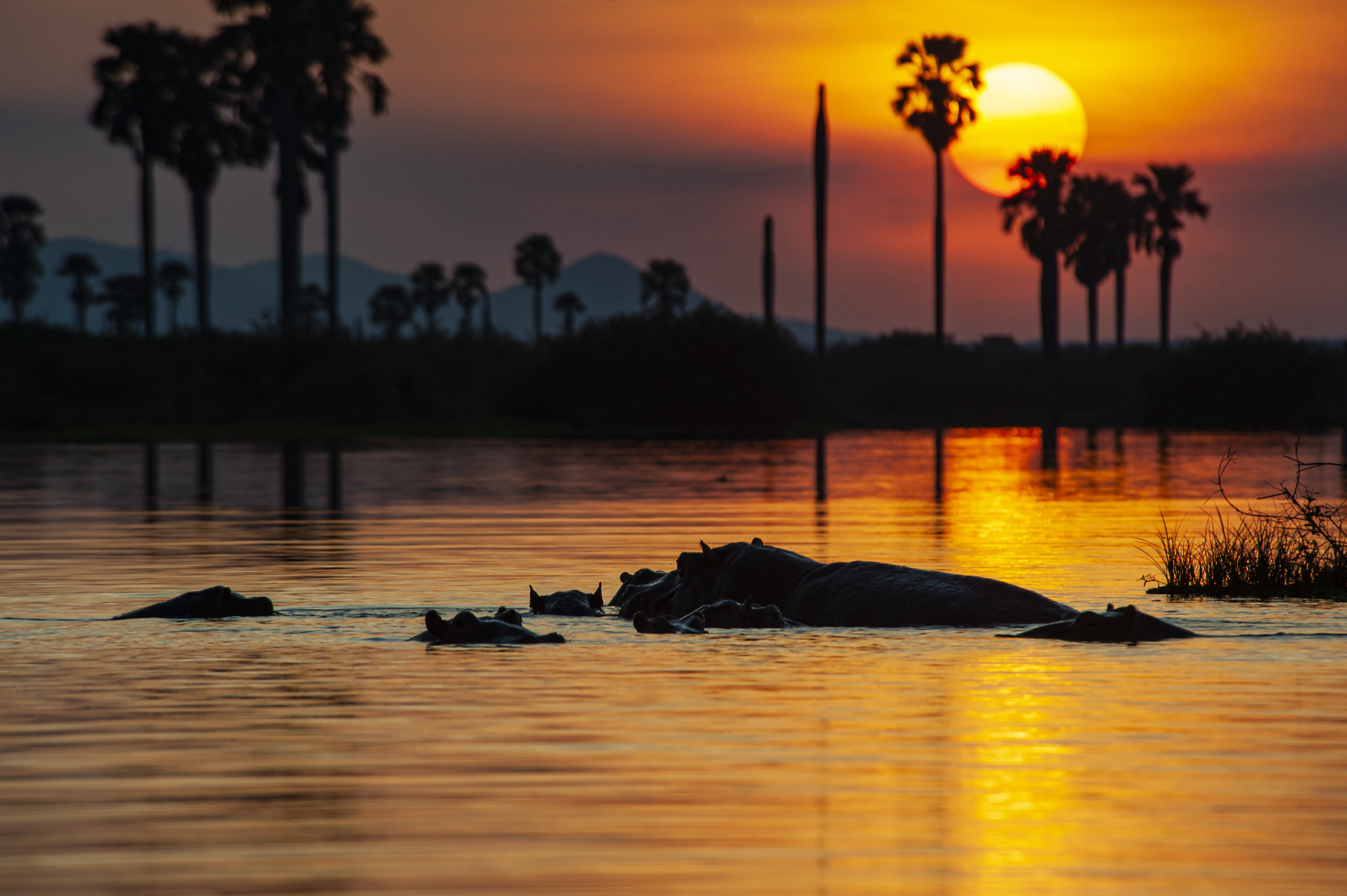 Hippos at sunset on Lake Manze in Nyerere National Park with palm trees silhouetted against the glowing African sky.