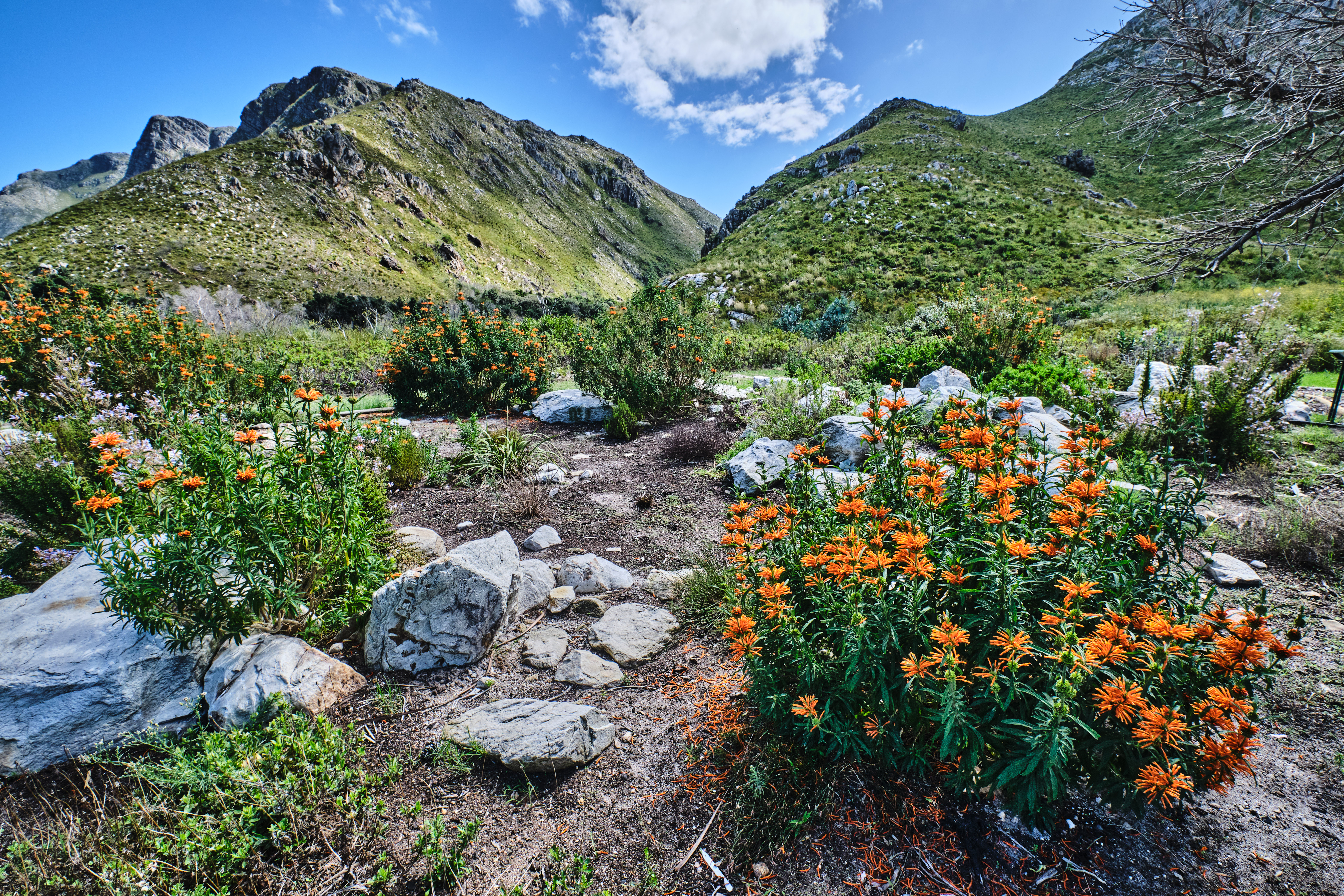 Orange flowering fynbos plants and rocky garden landscapes framed by steep green mountain slopes at Harold Porter National Botanical Garden in Betty’s Bay, South Africa.