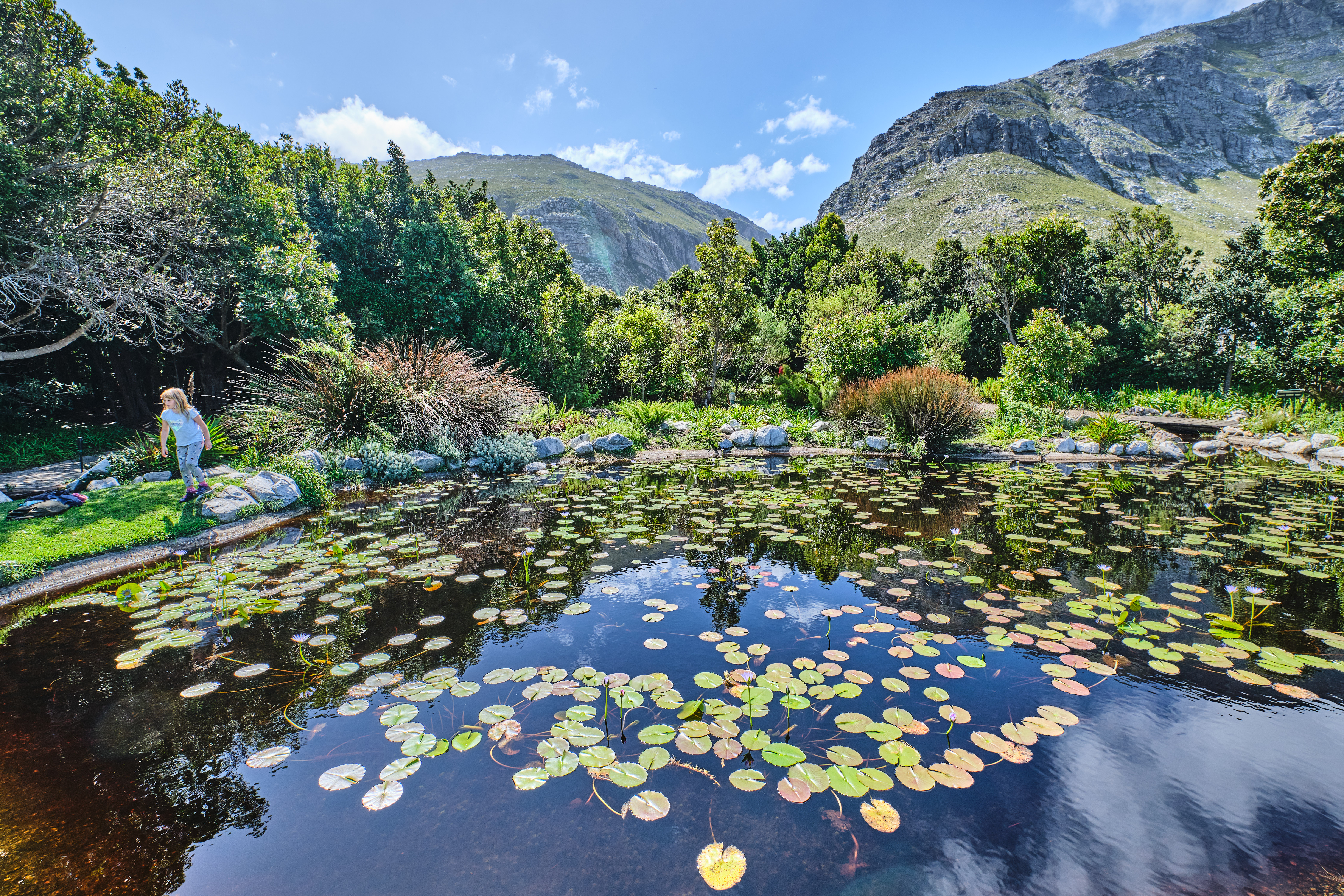 Reflective pond filled with lily pads surrounded by indigenous gardens and steep mountain slopes at Harold Porter National Botanical Garden in Betty’s Bay, South Africa.