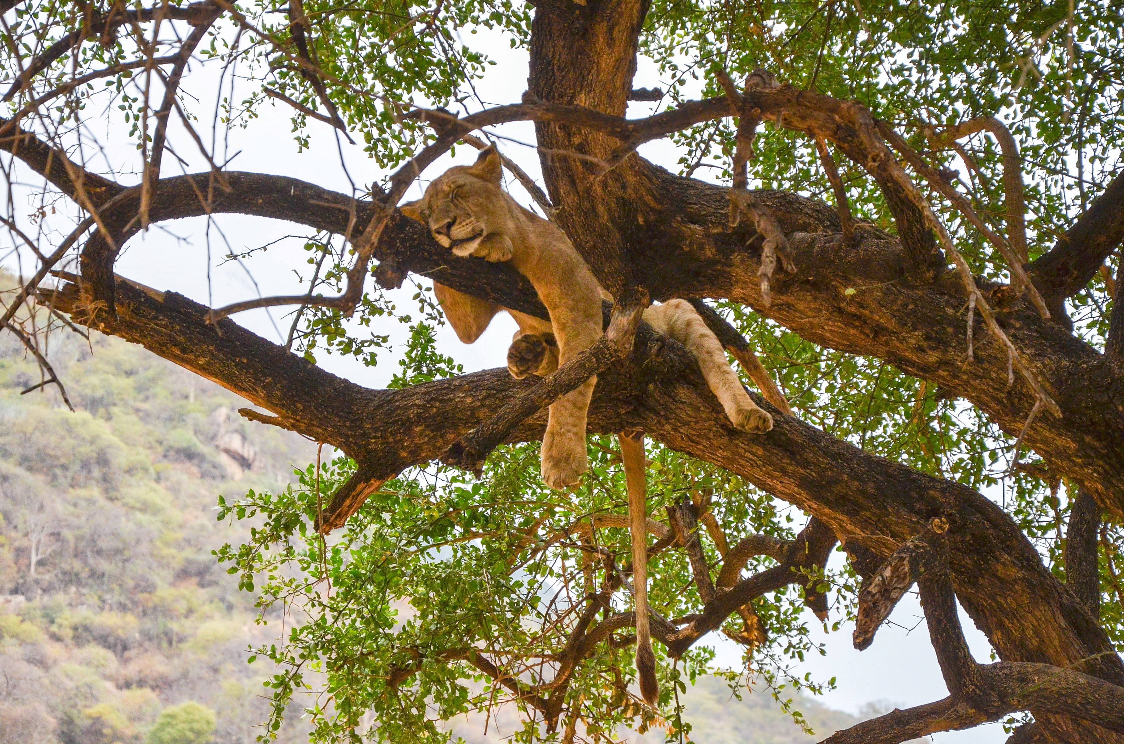 Tree-climbing lion resting across the branches of an acacia tree in Lake Manyara National Park, one of northern Tanzania's most iconic wildlife sightings.