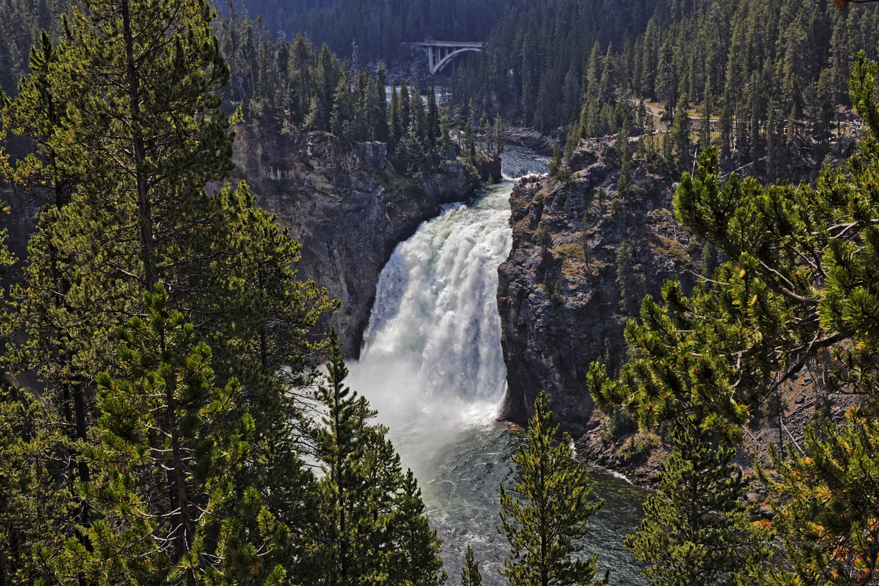Upper Falls of the Yellowstone River framed by pine trees with bridge visible upstream