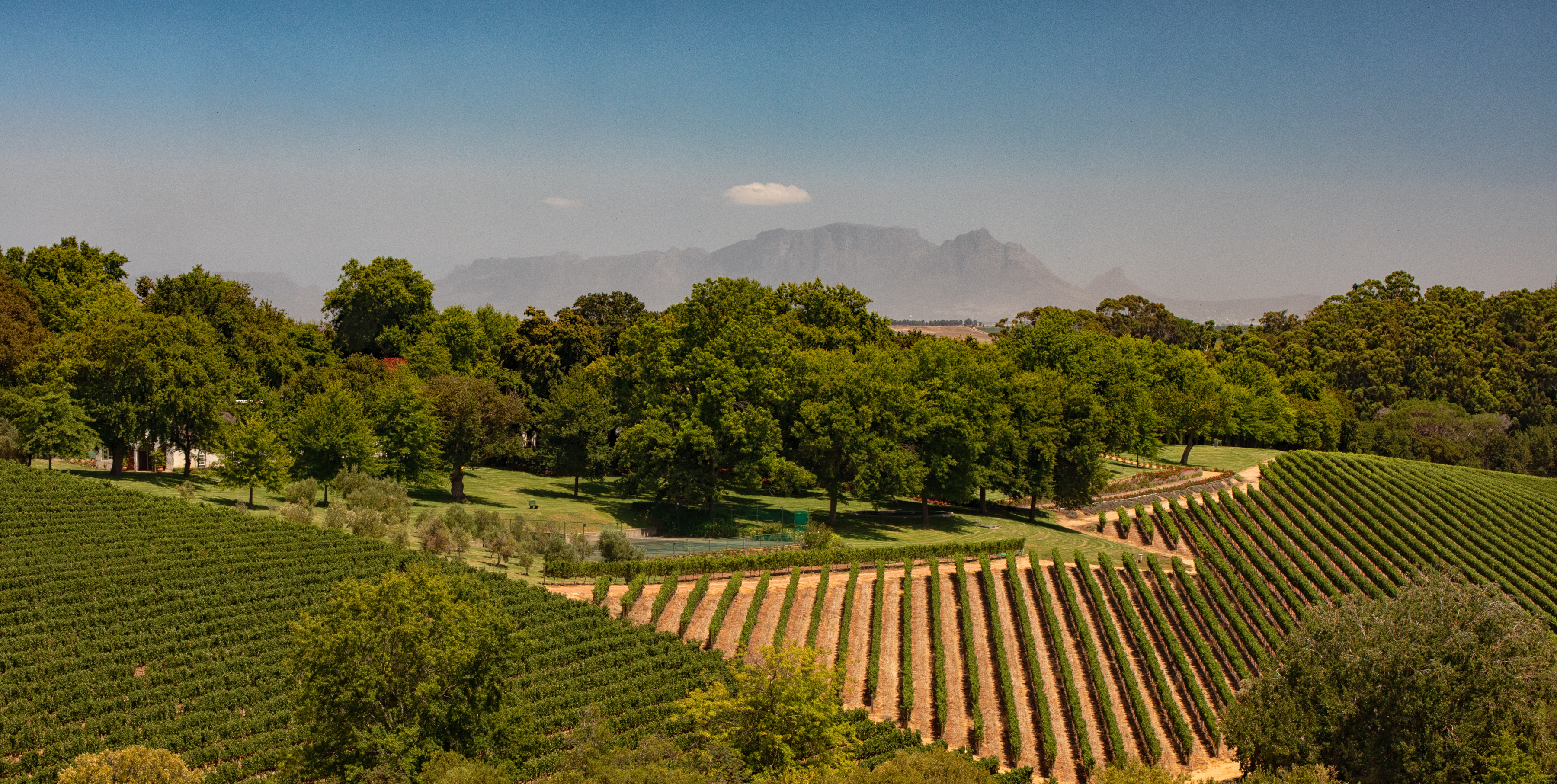 Vineyard rows and gardens at Rust en Vrede Estate in Stellenbosch with Table Mountain visible in the distance, Cape Winelands, South Africa.
