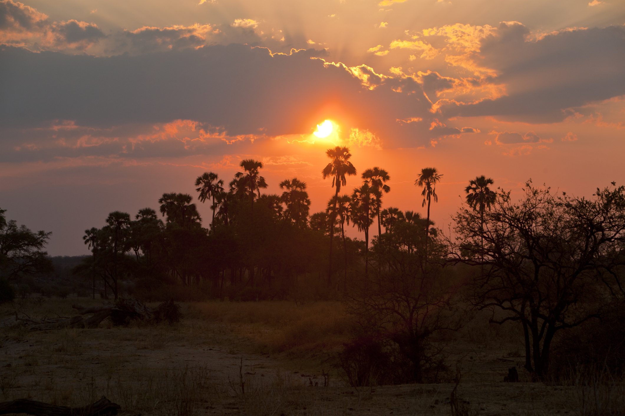 Sunset behind Borassus palm trees in Ruaha National Park, Tanzania.