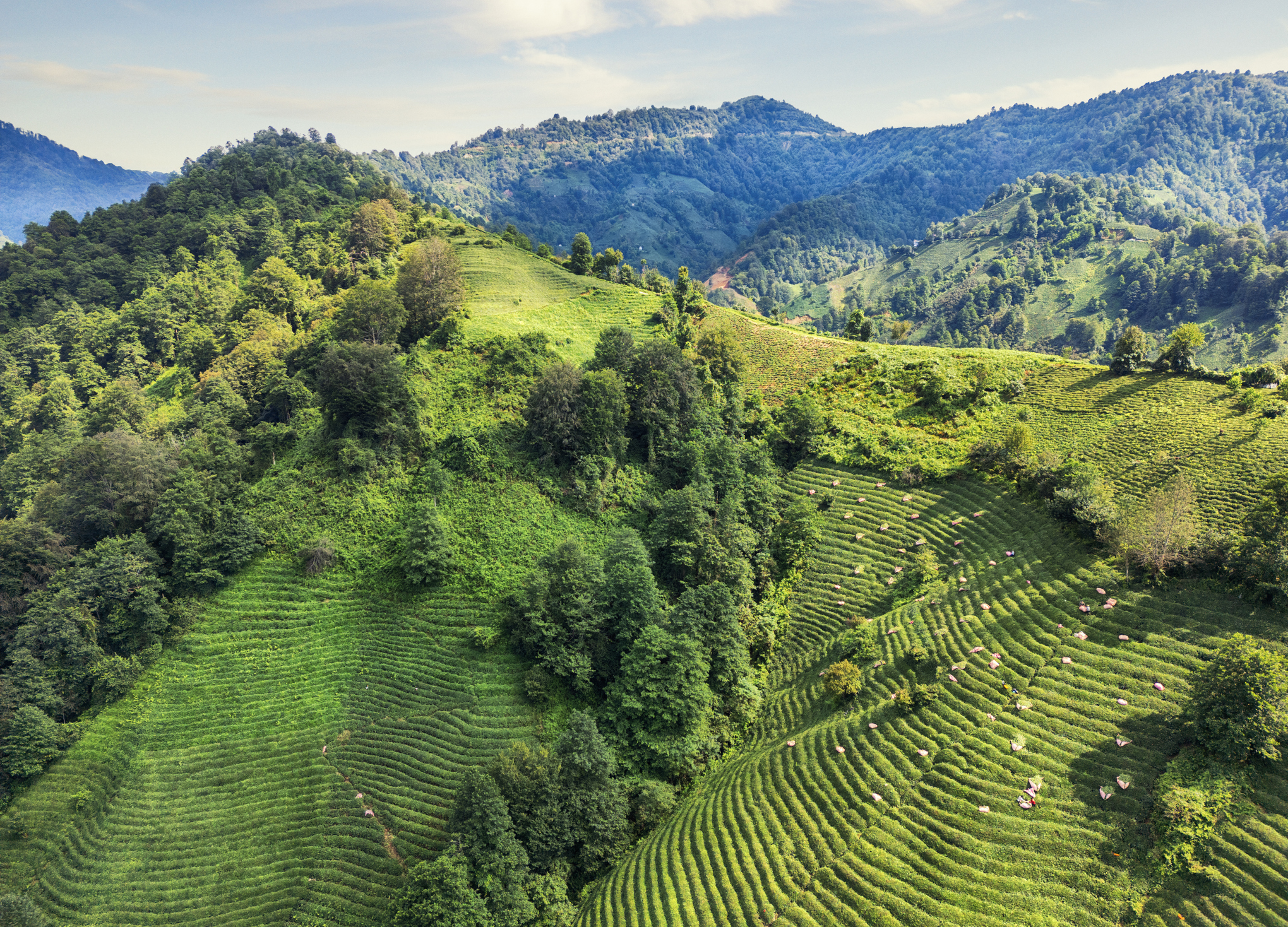 Patterned rows of tea plantations covering lush mountain slopes and valleys in Rize Province, Turkey.