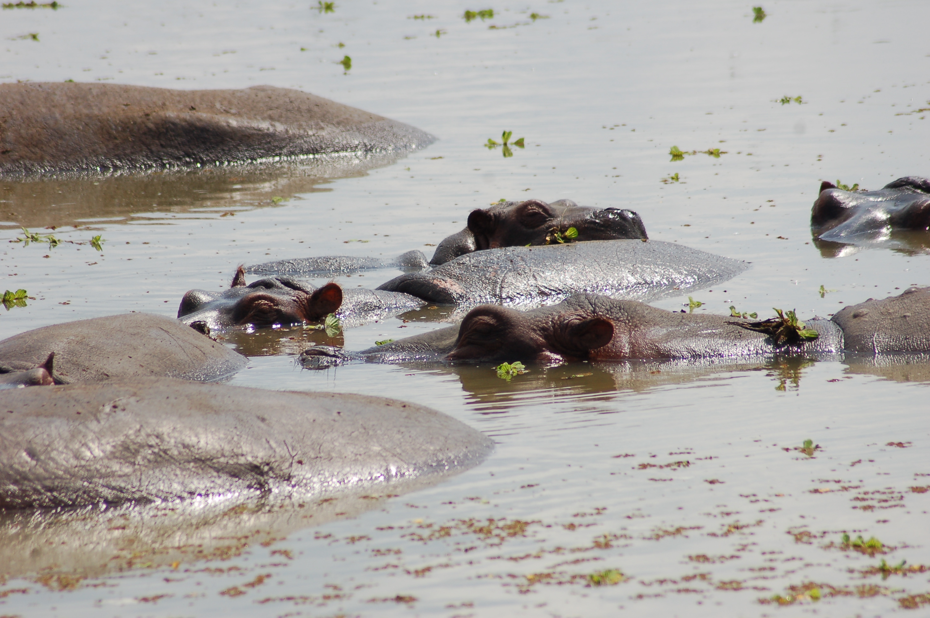 Hippo pod resting in Hippo Pools at Mikumi National Park, Tanzania.