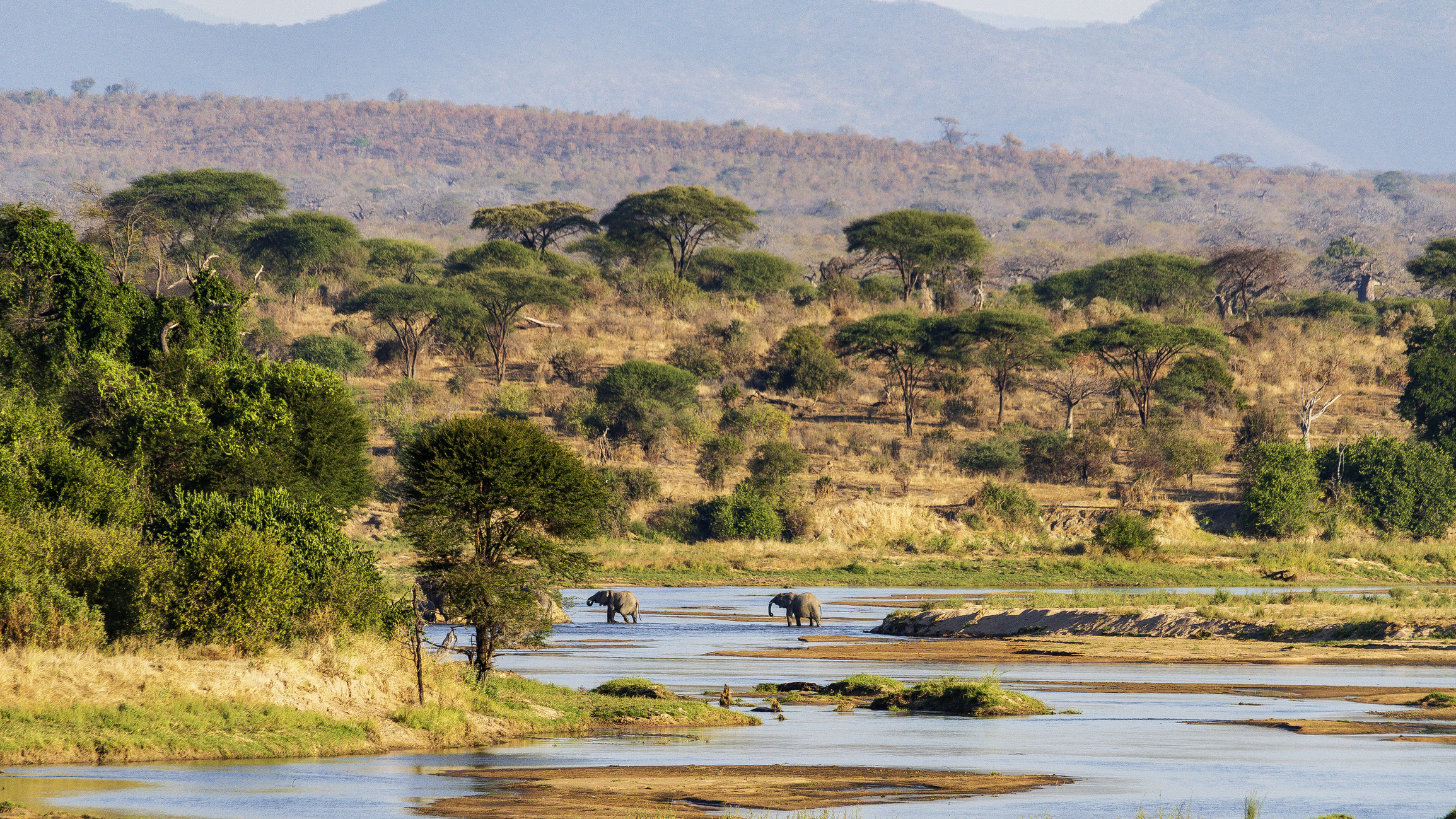 Elephants crossing the Great Ruaha River in Ruaha National Park, Tanzania.