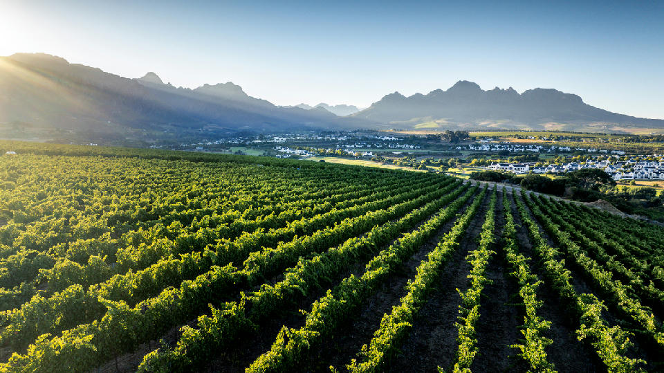 Vineyards at sunrise in the Stellenbosch wine region, Western Cape, South Africa.