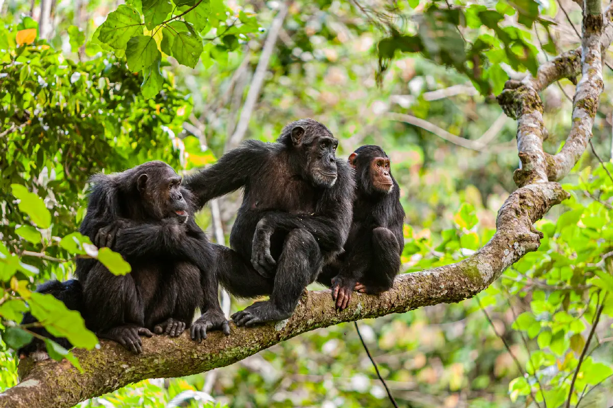 Wild chimpanzees resting on a tree branch in the lush forests of Mahale Mountains National Park, Tanzania.