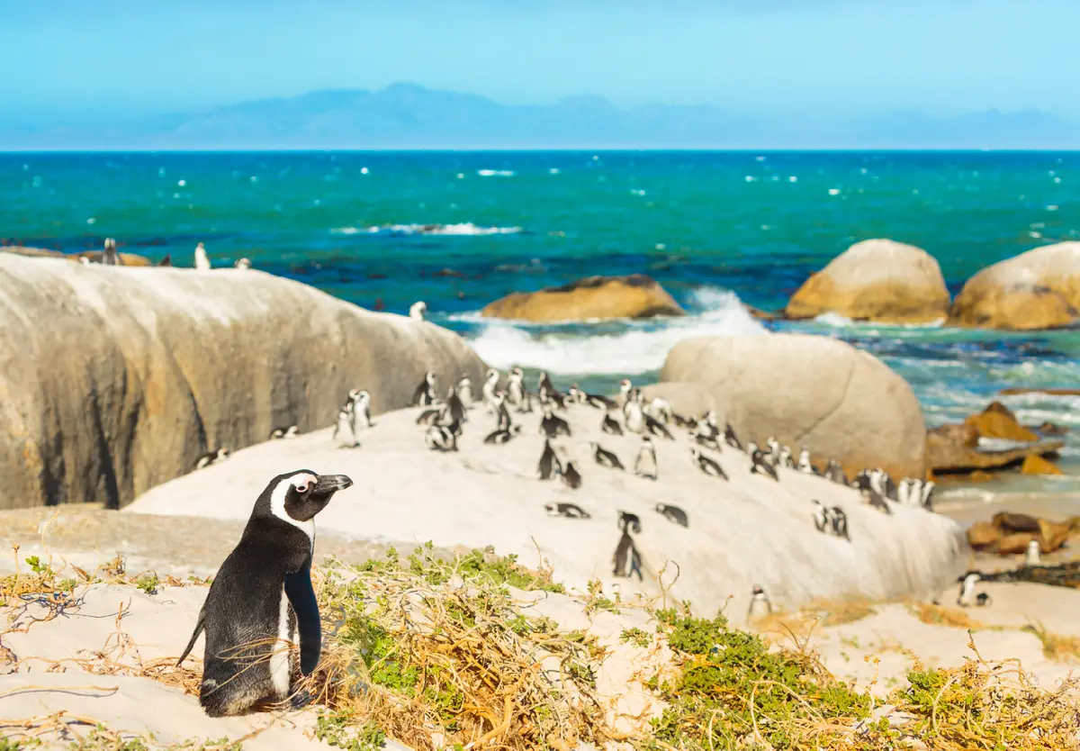 African penguins standing on large coastal boulders with waves and turquoise sea in the background, Cape Peninsula South Africa