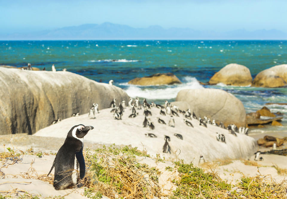 African penguins standing on large coastal boulders with waves and turquoise sea in the background, Cape Peninsula South Africa
