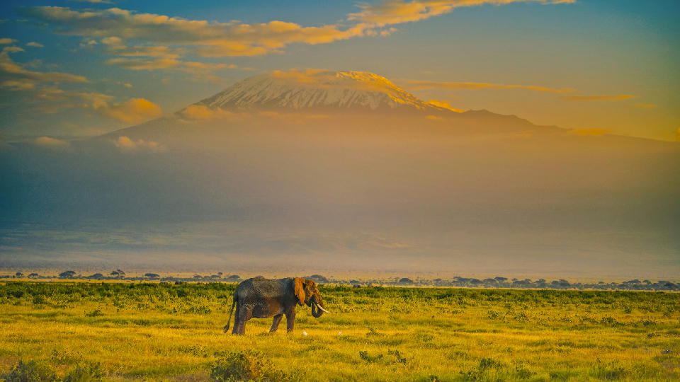 African elephant grazing beneath snow-capped Mount Kilimanjaro in Amboseli National Park, Kenya.