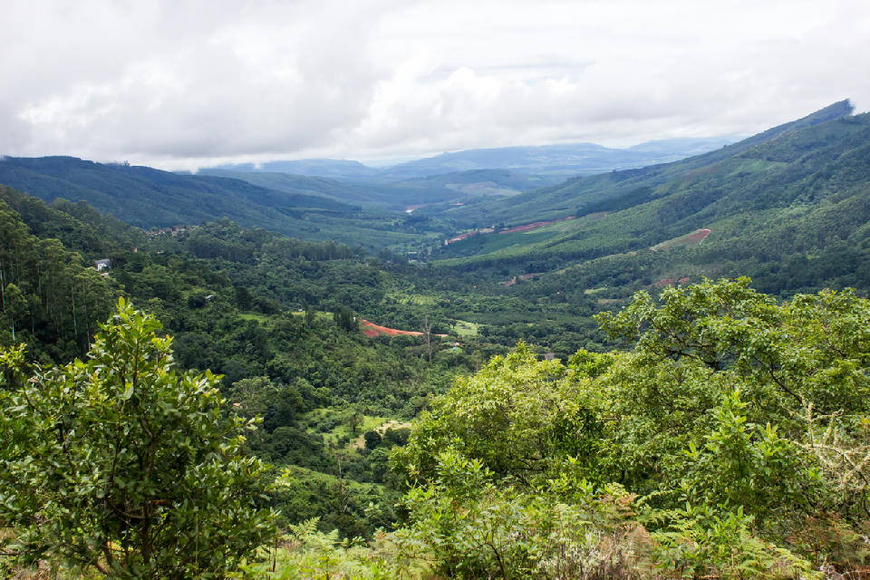Forested Wolkberg valley landscape near Magoebaskloof in Limpopo, South Africa.