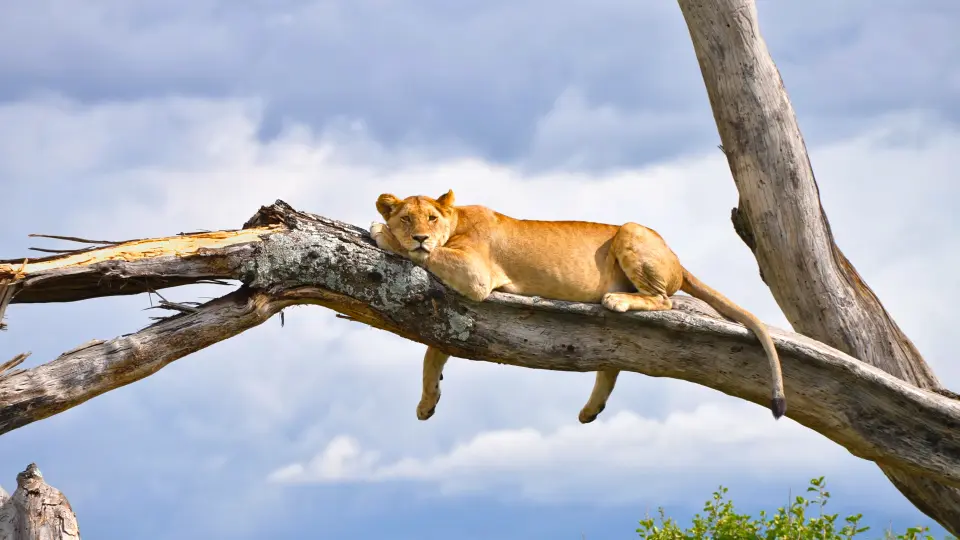 Lioness resting on a large fallen tree against dramatic skies in Lake Manyara National Park, Tanzania.