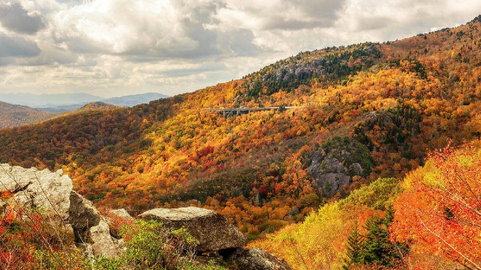 Linn Cove Viaduct winding through colourful autumn ridges near Grandfather Mountain in the Blue Ridge Mountains viewed from Rough Ridge.