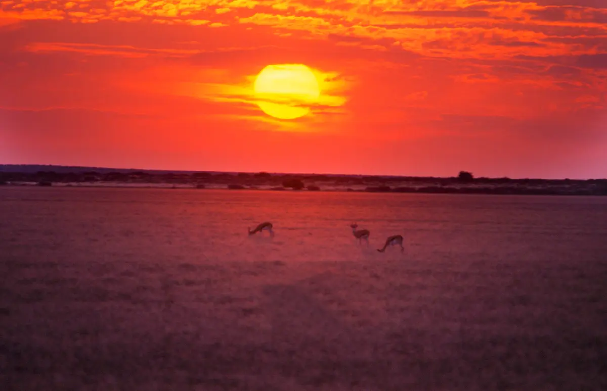 Antelope grazing on the open plains of Piper Pan at sunset in the Central Kalahari Game Reserve, Botswana.