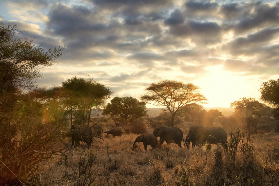 Family of African bush elephants walking through the savanna at sunrise in Tarangire National Park, Tanzania.
