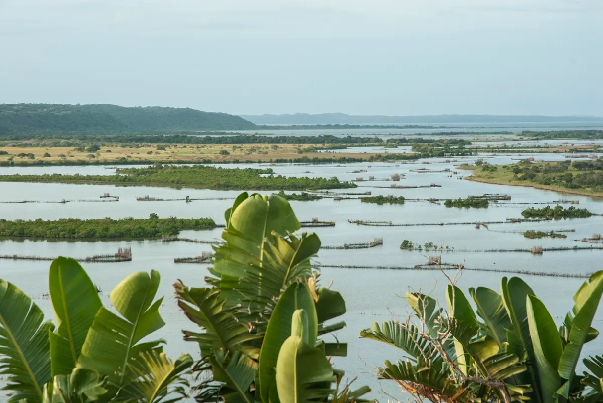 View across the interconnected lakes of Kosi Bay with traditional Tsonga fish traps, coastal forests and wetlands in northern KwaZulu-Natal, South Africa.