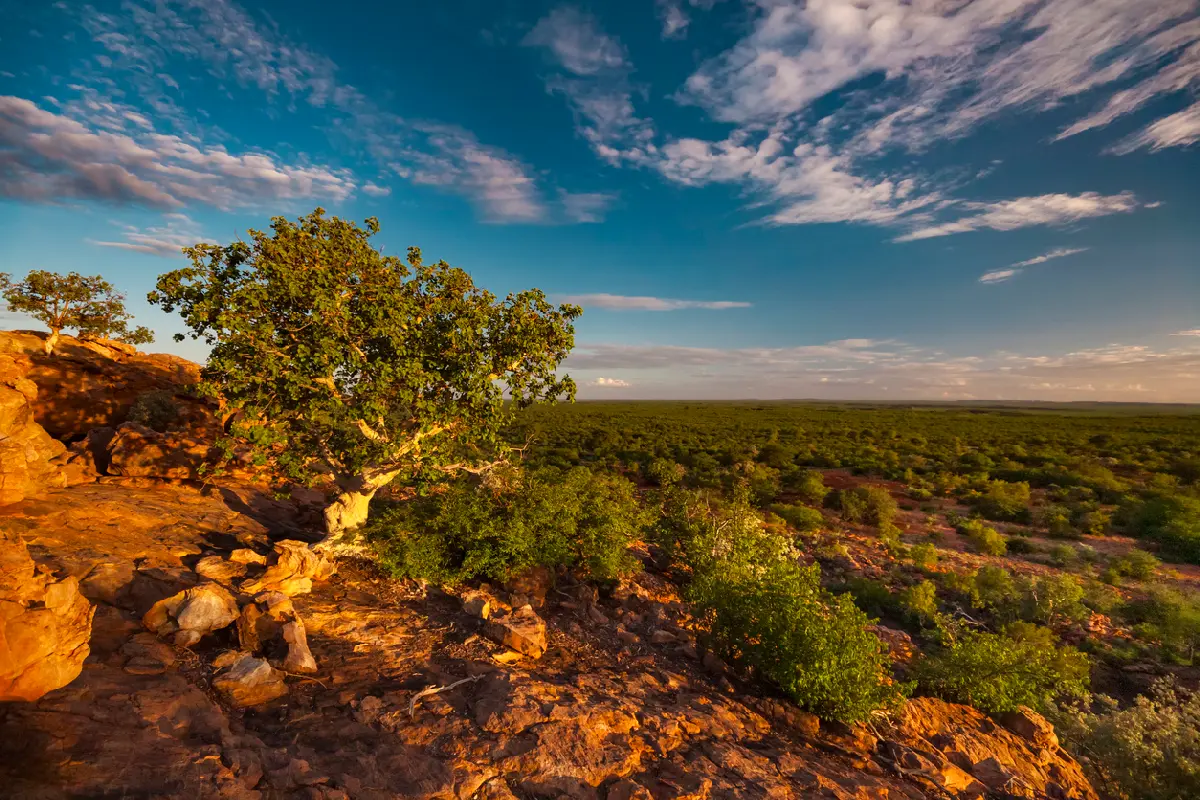 Rock fig tree growing on sandstone cliffs above the Limpopo Valley in golden evening light near the Mapungubwe Cultural Landscape, South Africa.