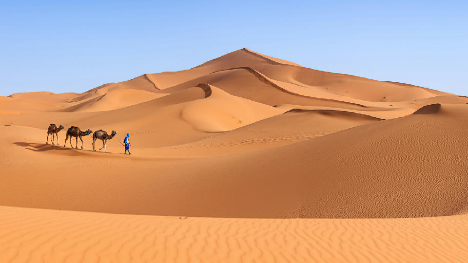 Camel caravan walking across the sand dunes of Erg Chebbi in the Sahara Desert near Merzouga, Morocco.