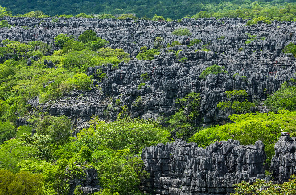 Expansive limestone pinnacle landscape and dry forest in Tsingy de Bemaraha National Park, Madagascar