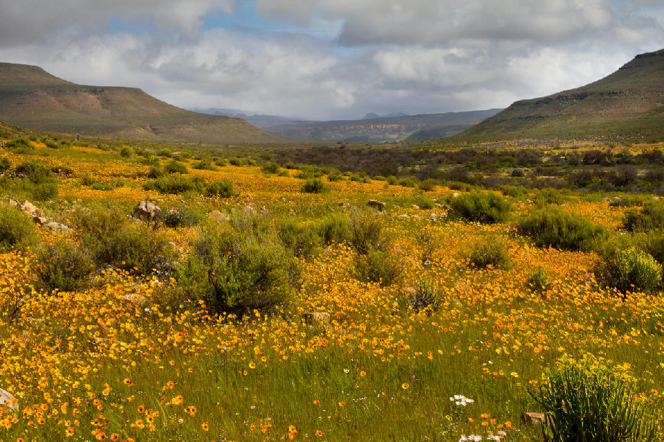 Spring wildflowers carpet the Biedouw Valley beneath layered mountain ridges and dramatic clouds in the northern Cederberg of South Africa.