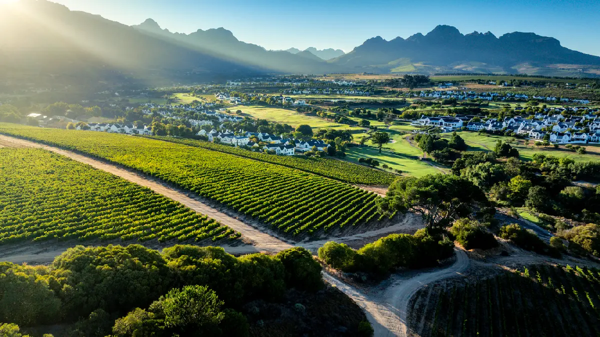 Aerial view of vineyard rows and farmland in the Stellenbosch valley, Cape Winelands, Western Cape, South Africa.