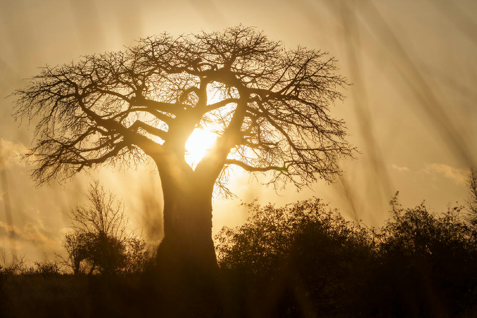 Silhouette of an ancient baobab tree at sunrise in Baobab Valley, Tarangire National Park, Tanzania.