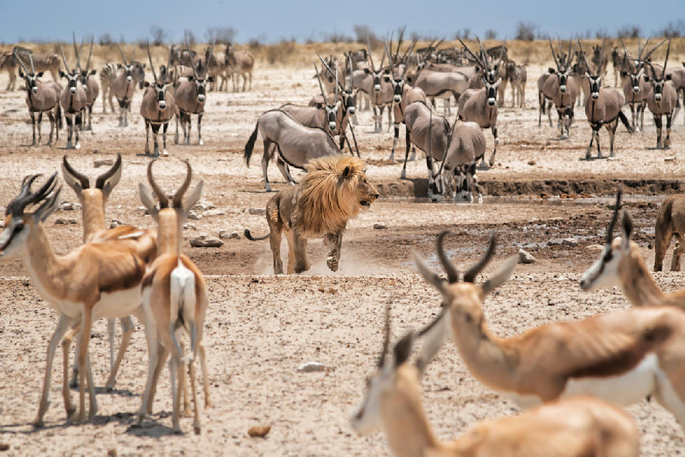 Lion walking through herds of oryx and springbok near a waterhole in Etosha National Park, Namibia.