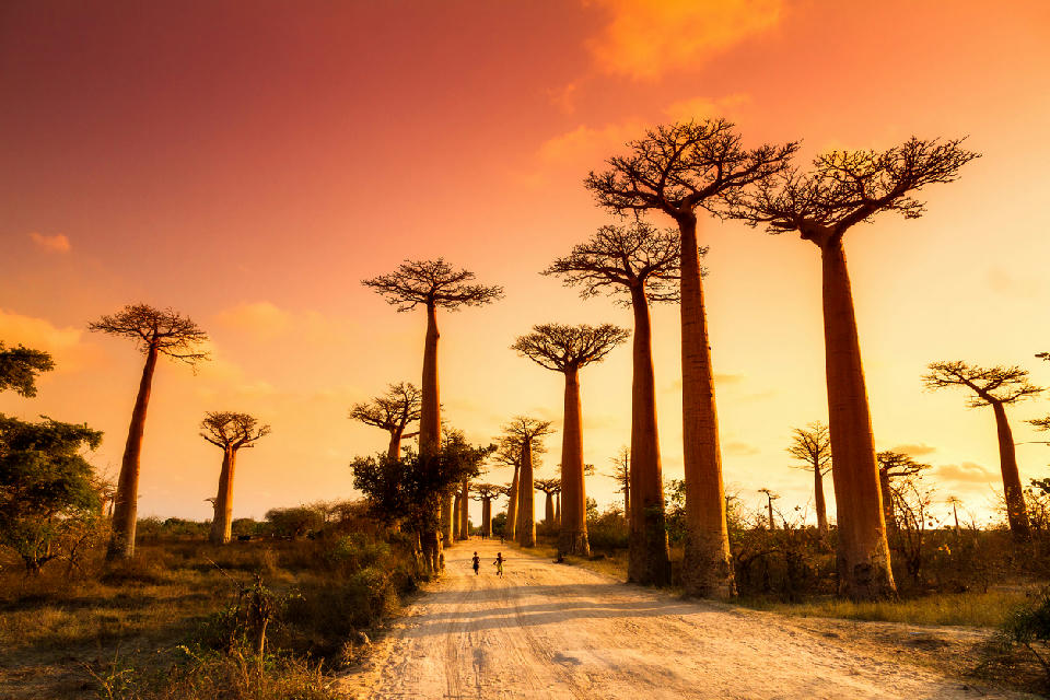 Sunset at Avenue of the Baobabs in Madagascar with giant baobab trees lining a dusty road through dry forest terrain