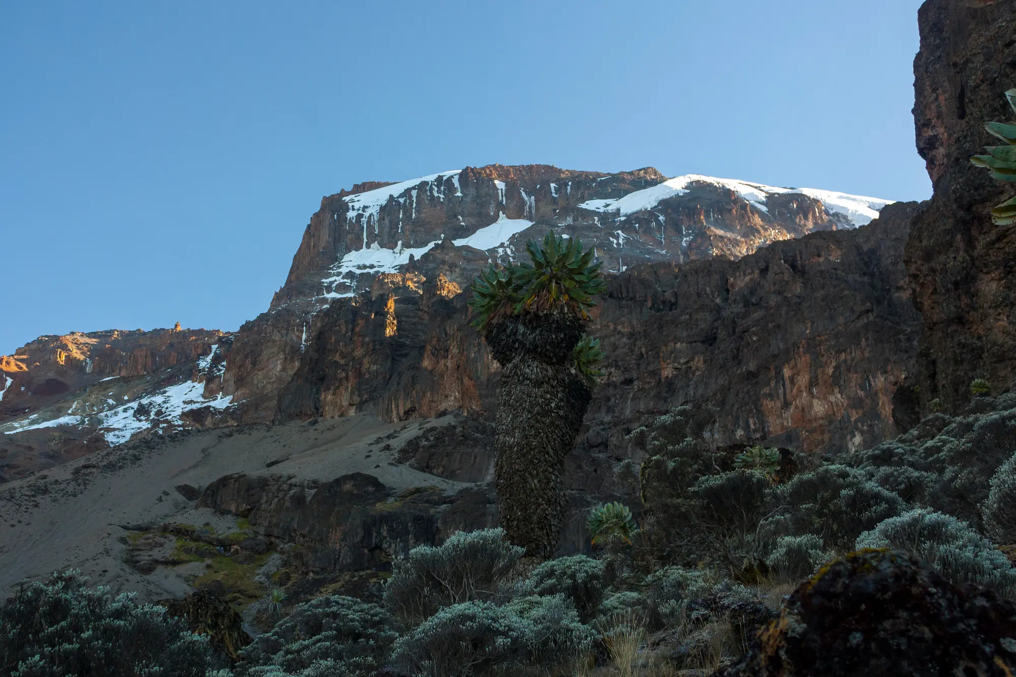 Giant groundsel below Kibo's Southern Icefields above Barranco Camp on Mount Kilimanjaro, Tanzania, at approximately 3,950 metres above sea level.