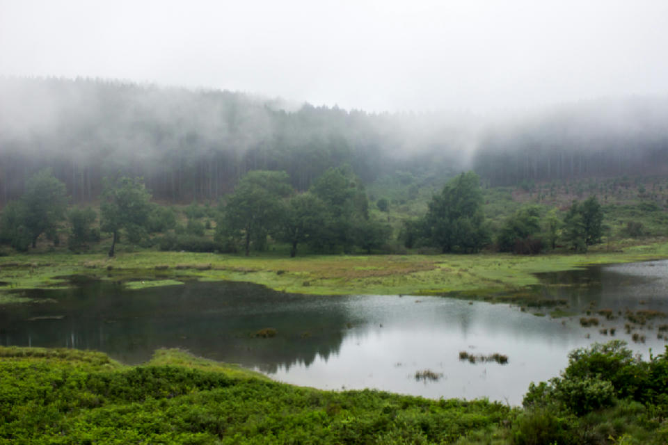 Misty lake and forest wetland in Magoebaskloof with low cloud hanging over the Wolkberg Mountains, Limpopo, South Africa.