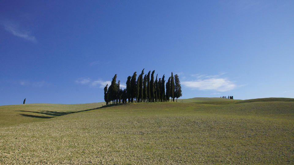 Cypress grove on rolling hills at Boschetto dei Cipressi in Val d’Orcia, Tuscany, Italy.