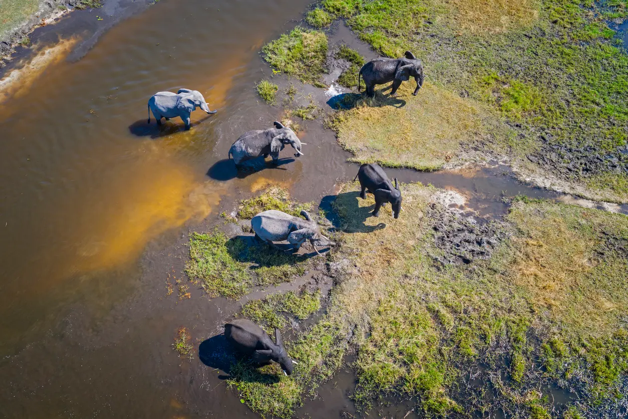 Aerial view of African elephants crossing the Khwai River in Moremi Game Reserve, Botswana.