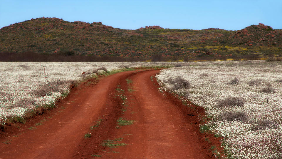 Red gravel road winding through white spring wildflower fields beneath granite hills in Namaqualand, South Africa.