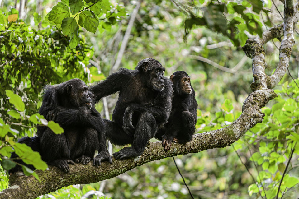 Wild chimpanzees resting on a tree branch in the lush forests of Mahale Mountains National Park, Tanzania.