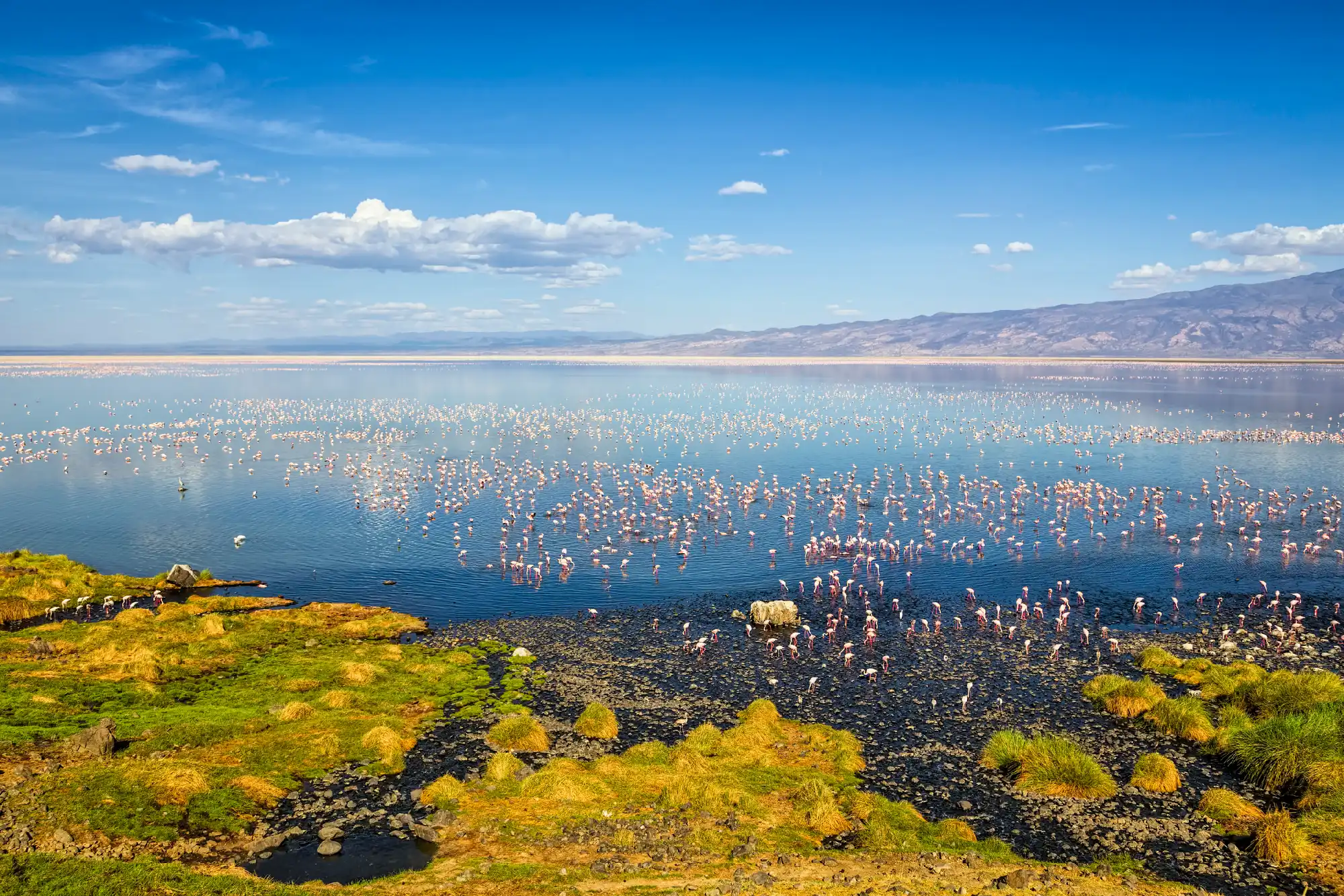 Panoramic view of Lake Natron with thousands of lesser flamingos feeding in shallow alkaline water beneath a blue sky in northern Tanzania.