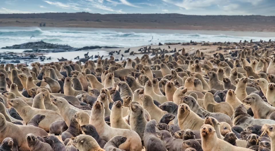 Thousands of Cape fur seals gathered along the beaches of Cape Cross Seal Reserve on Namibia’s Skeleton Coast.