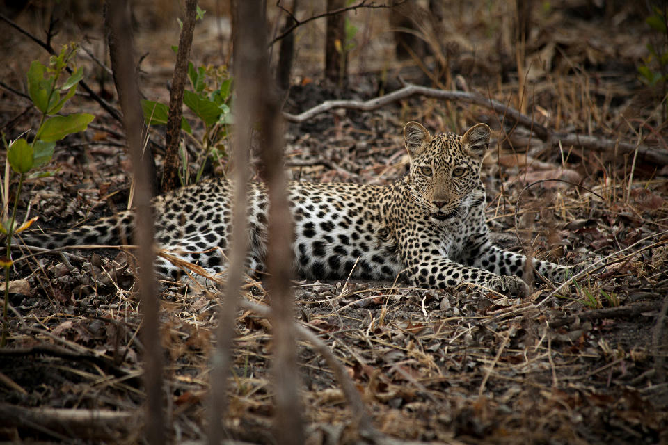 Leopard resting on the forest floor in the woodland of Katavi National Park, Tanzania.